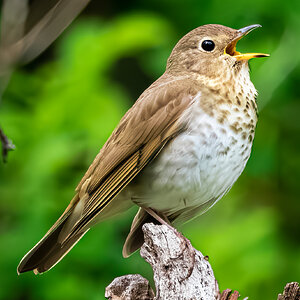 Swaison's Thrush Singing