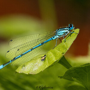 Azure Damselfly