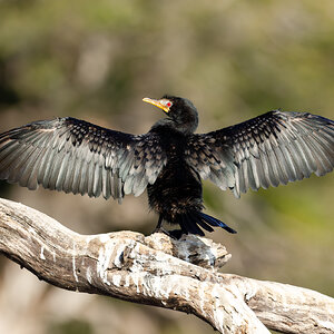 Cormorant-3.jpg