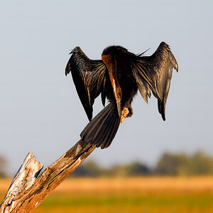 Cormorant drying his laundry.jpg