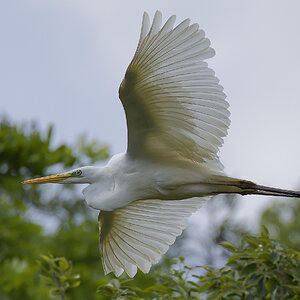 Great Egret