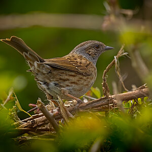 2023-04-27-08-35-01-Dunnock.jpg