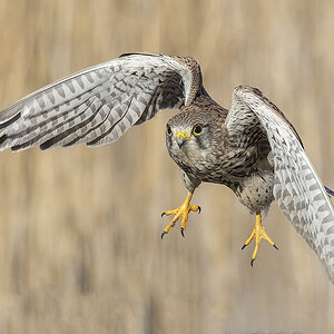 Kestrel