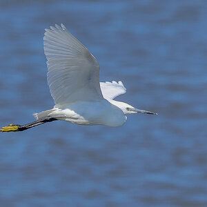 Little Egret