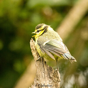 Juvenile blue tit.