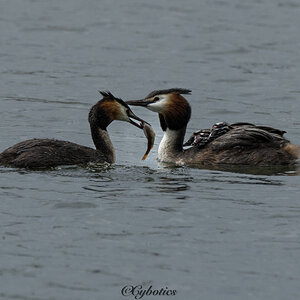 Great Crested Grebes and lunch