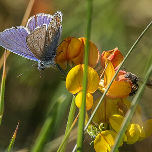 Common Blue and friend