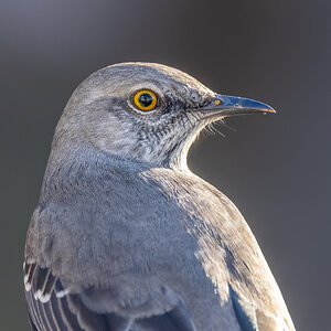 San Antonio mockingbird