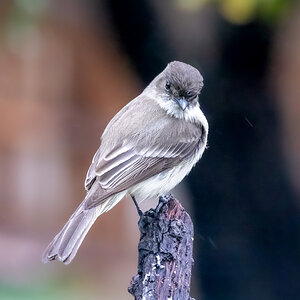 Duffy capped flycatcher