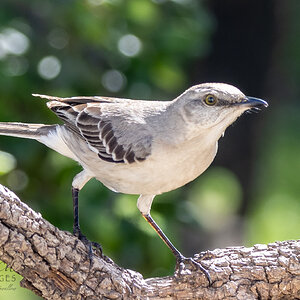 Mockingbird San Antonio