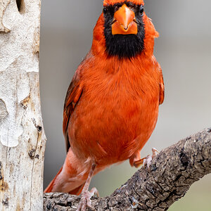 Cardinal San Antonio