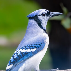 Bluejay