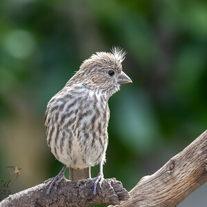 House finch, female