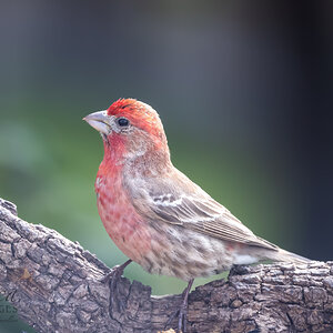 House finch, male