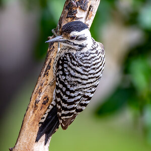 Ladderback woodpecker