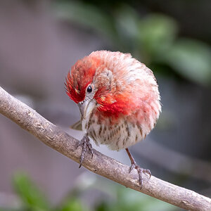 House finch