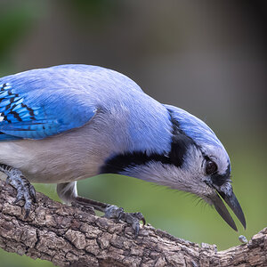 Blue jay