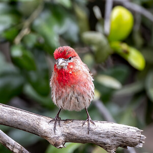 House finch… Again