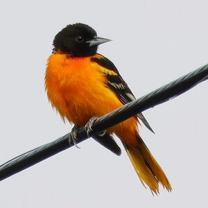 Baltimore Oriole.JPG