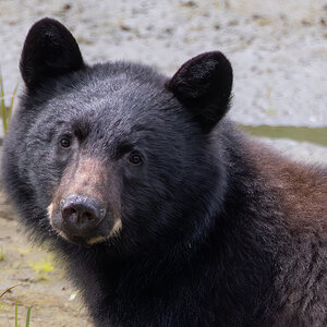 Headshot of a bear at Herring Cove, Ketchikan, Alaska