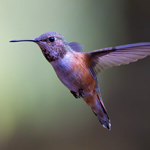 Hummingbird 6 6-14-23.jpg