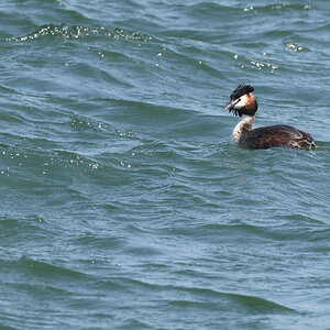 Great-Credted-Grebe-483A9392-2048px.jpg