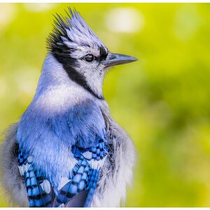 Blue Jay.jpg