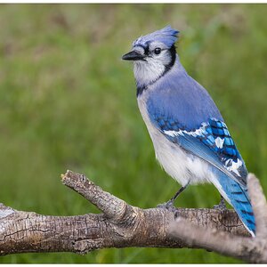 Blue Jay2.jpg