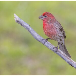 House Finch.jpg