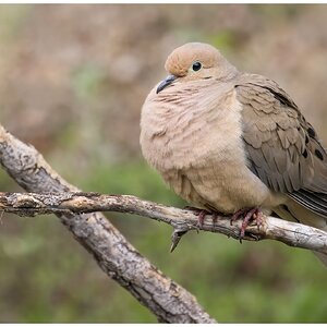 Mourning Dove.jpg