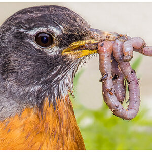 American-Robin.jpg