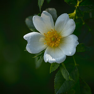 White Dog Rose.jpg