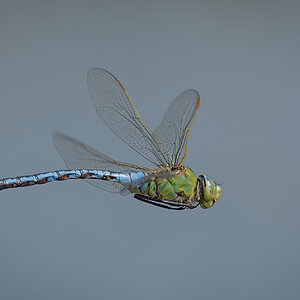 Emperor Dragonfly.jpg