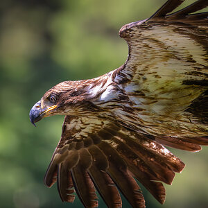Eagle Close Up in Flight