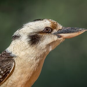 Laughing Kookaburra