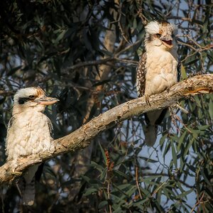 Laughing Kookaburras in Paperbark Tree