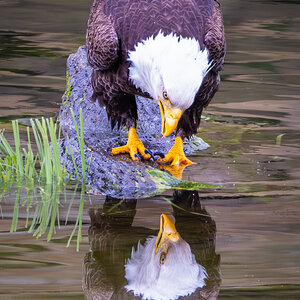 Eagle admiring itself