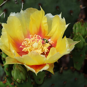 Insects on cactus flowers 2