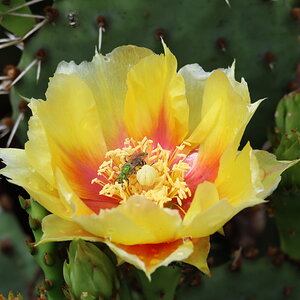 Insects on cactus flowers 3