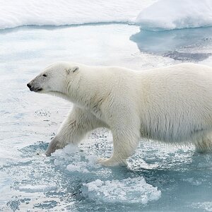 Polar Bear Svalbard.jpg