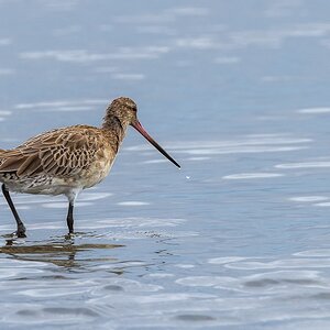 Bar-tailed Godwit : Moreton Bay, Queensland