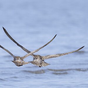 Bar-tailed Godwits in Flight