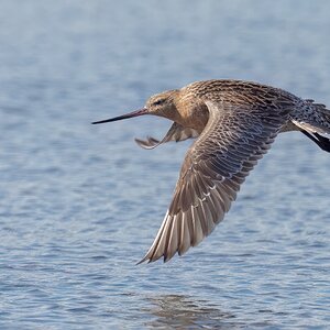 Bar-tailed Godwit : Moreton Bay, Australia