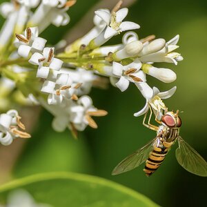 Hoverfly.jpg