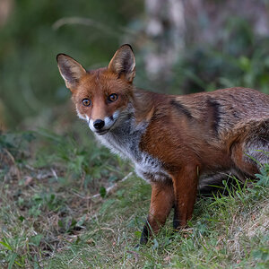 Foxy encounters