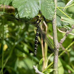 Southern Hawker R7-019483-Enhanced-NR.jpg