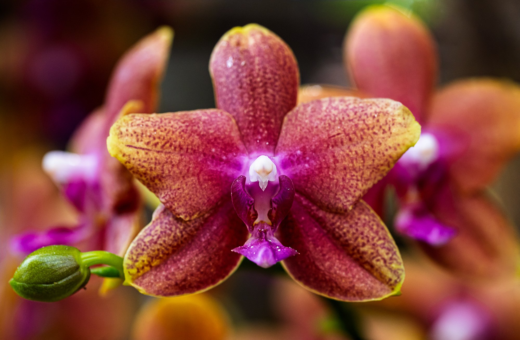 × Doritaenopsis  Orchid Mainau Island.jpg