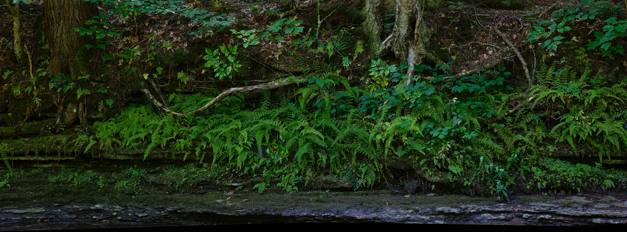 031A0217_Panorama 1.jpg