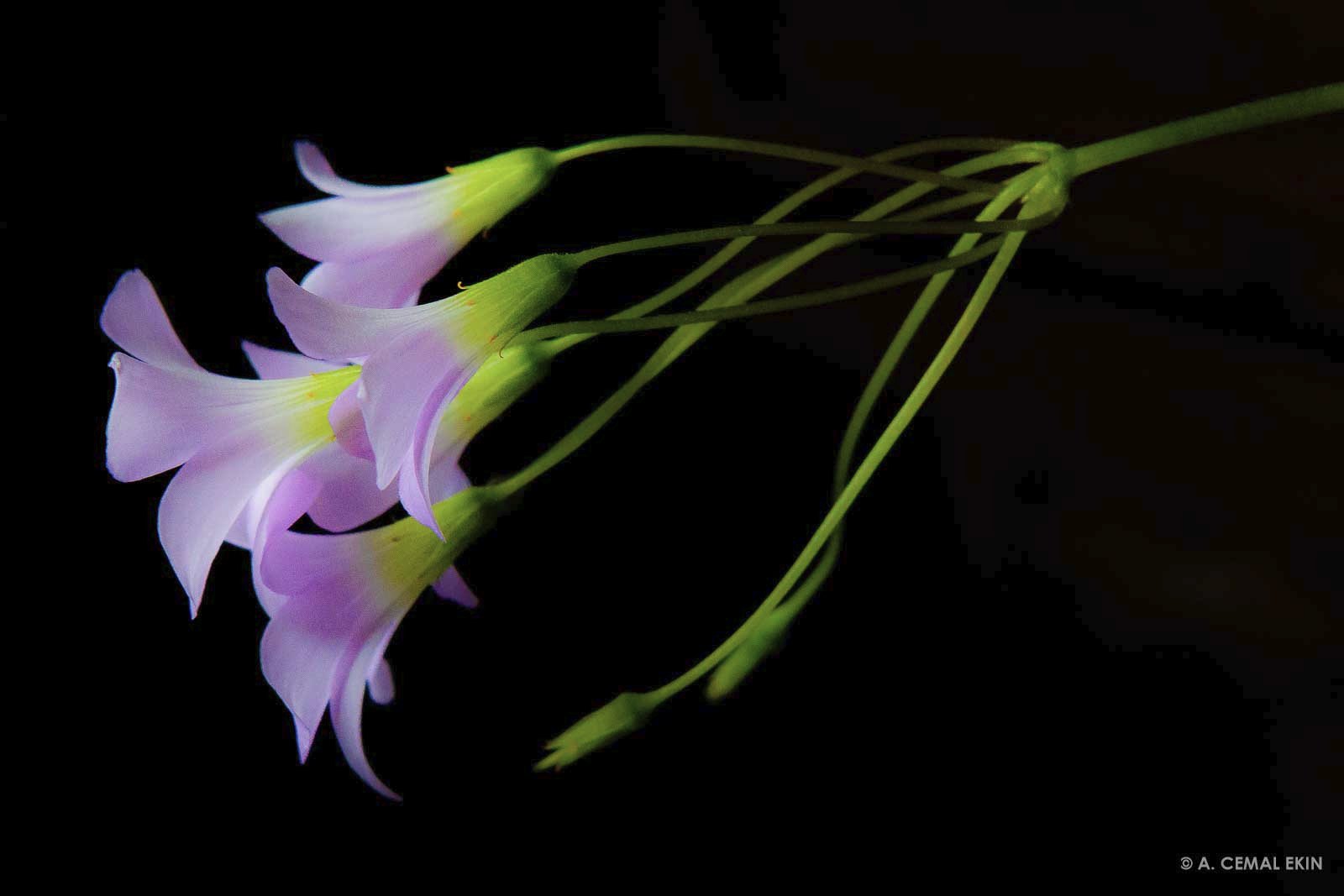 105A0669.jpg