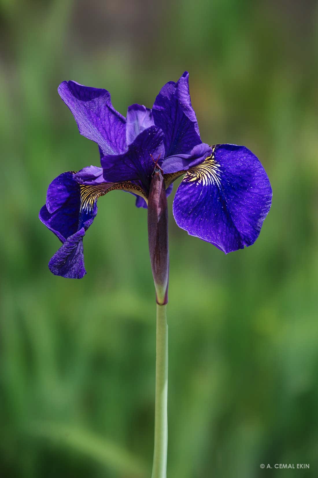 105A5426.jpg